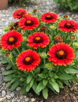 COPIE Gaillardia aristata \'Arizona Red Shades\' : godet de 9x9 cm - 0,6 litre