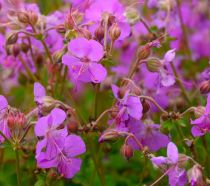 COPIE Geranium cantabrigiense \'Cambridge\' : godet de 9x9 cm - 0,6 litre