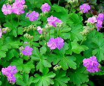 COPIE Geranium cantabrigiense \'Cambridge\' : godet de 9x9 cm - 0,6 litre