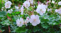 COPIE Geranium cantabrigiense \'St&#8239;Ola\' - Géranium de Cambridge blanc : godet 9&#8239;×&#8239;9 cm  0,6 litre