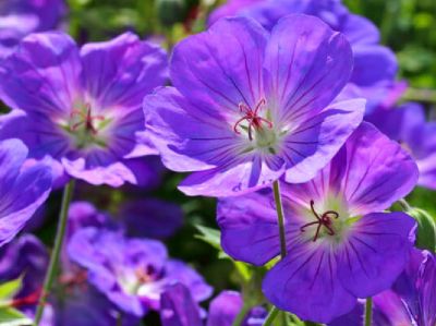 COPIE Geranium Himalayense - G�ranium de l\'Himalaya�: godet de 9x9 cm - 0,6 litre