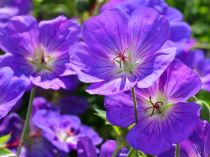 COPIE Geranium Himalayense - Géranium de l\'Himalaya : godet de 9x9 cm - 0,6 litre