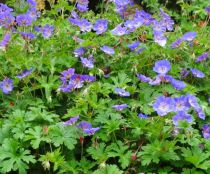 COPIE Geranium Himalayense - Géranium de l\'Himalaya : godet de 9x9 cm - 0,6 litre