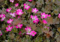 COPIE Geranium Orkney Cherry : godet de 9x9 cm - 0,6 litre