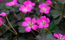 COPIE Geranium Orkney Cherry : godet de 9x9 cm - 0,6 litre