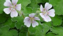 COPIE Geranium renardii / Géranium de Renard : godet 9x9 cm  0,6 litre