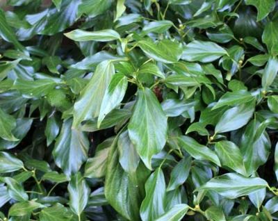 COPIE Hedera colchica � /�Lierre du Caucase : godet�9 � 9�cm���0,6�litre