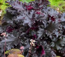 COPIE Heuchera \'Black Beauty\' ® / Heuchère : godet 9×9 cm  0,6 litre