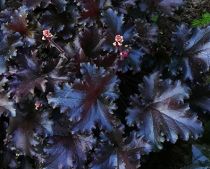 COPIE Heuchera \'Black Beauty\' ® / Heuchère : godet 9×9 cm  0,6 litre