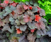 COPIE Heuchera \'Cherry Cola\' ® / Heuchère vivace : godet 9 × 9 cm  0,6 litre