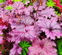 COPIE Heuchera \'Forever Purple\' - Heuchère vivace : godet 9×9 cm  0,6 litre