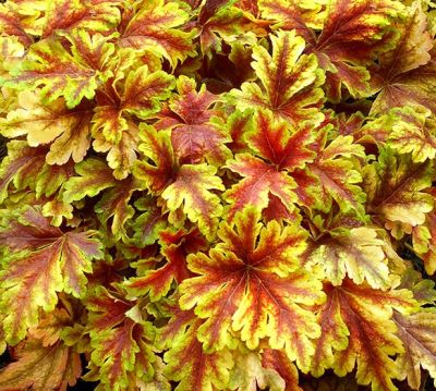 COPIE Heucherella \'Golden Zebra\' �: godet de 9x9 cm - 0,6 litre