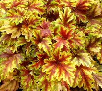 COPIE Heucherella \'Golden Zebra\'  : godet de 9x9 cm - 0,6 litre