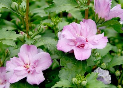 COPIE Hibiscus syriacus \'Ardens\'�: taille 50/60 cm - pot de 3 litres