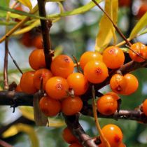 copie Hippophae rhamnoides \'Leikora\' - argousier \'Leikora\' : taille 30/40 cm - pot de 1.5 litres