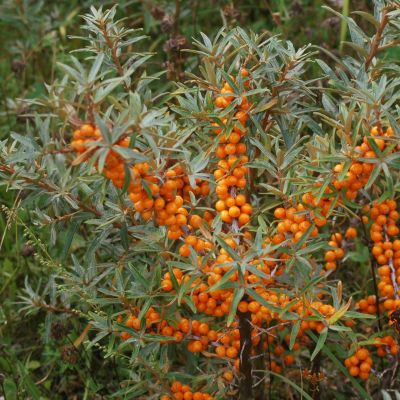 copie Hippophae rhamnoides \'Leikora\' - argousier \'Leikora\'�: taille 30/40 cm - pot de 1.5 litres