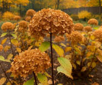 COPIE Hydrangea arborescens \'Flower Wow\' / Hortensia arborescent blanc : 40/60 cm - pot de 3 litres