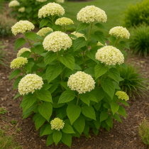 COPIE Hydrangea arborescens \'Flower Wow\' / Hortensia arborescent blanc : 40/60 cm - pot de 3 litres