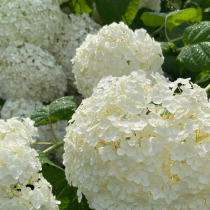 COPIE Hydrangea arborescens \'Strong Annabelle\'®  pot de 3L  40/60 cm