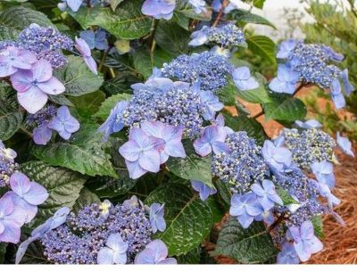  copie Hydrangea�macrophylla \'Endless Summer Pop Star\' - Hortensia remontant compact : taille 40/60 cm - pot de 3 litres