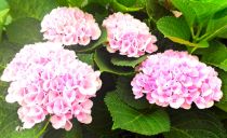COPIE Hydrangea macrophylla \'Magical Revolution Rose\' ® : taille 20/30 cm  pot de 2 litres