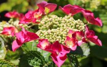 COPIE Hydrangea macrophylla \'Teller Red\' - Hortensia à fleurs plates rouges : taille 20/40 cm - pot de 3&#8239;litres