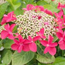 COPIE Hydrangea macrophylla \'Teller Red\' - Hortensia à fleurs plates rouges : taille 20/40 cm - pot de 3&#8239;litres