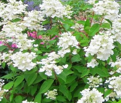 COPIE Hydrangea paniculata \'Prim�White\'�� / Hortensia panicul� �: taille 30/50 cm � pot de 3 litres