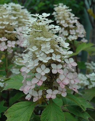COPIE HYDRANGEA QUERCIFOLIA  \'ALICE\' / Hortensia � feuilles de ch�ne�: taille 30/50 cm � pot de 3 litres