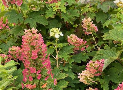 COPIE Hydrangea quercifolia \'Ruby Slippers\' � / Hortensia � feuilles de ch�ne : taille 30/50 cm � pot de 3 litres
