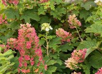 COPIE Hydrangea quercifolia \'Ruby Slippers\' ® / Hortensia à feuilles de chêne : taille 30/50 cm  pot de 3 litres
