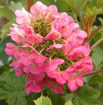 COPIE Hydrangea quercifolia \'Ruby Slippers\' ® / Hortensia à feuilles de chêne : taille 30/50 cm  pot de 3 litres
