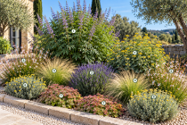copie kit Massif Dromadaire M / Massif sec : 13 plantes pour environ 5 m&sup2;