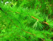 COPIE Larix kaempferi / Mélèze du Japon : taille 30/50 cm - godet 9x9 cm