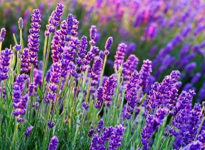 COPIE Lavandula angustifolia \'Aromatica Blue\' - lavande \'Aromatica Blue\'�: godet de 9x9 cm - 0,6 litre