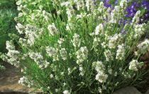 COPIE Lavandula angustifolia \'Aromatica Silver\' : godet 9x9 cm  0,6 litre