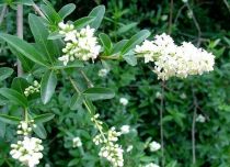 COPIE Ligustrum vulgare - Troène d\'Europe  : racines nues  plants 60/80 cm