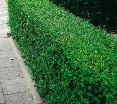 COPIE Ligustrum vulgare - Tro�ne�d\'Europe �: racines nues � plants 60/80 cm