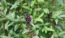 COPIE Ligustrum vulgare - Troène d\'Europe  : racines nues  plants 60/80 cm