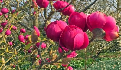 COPIE Magnolia \'Black Tulip\' : taille 50/+ cm - pot de 5 litres