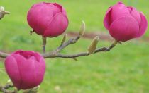 COPIE Magnolia \'Black Tulip\' : taille 50/+ cm - pot de 5 litres
