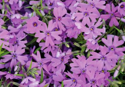 COPIE Phlox \'Purple Beauty\' : godet de 9x9 cm - 0,6 litre