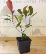 COPIE Photinia × fraseri Red Robin - Photinia rouge : taille 20/30 cm - godet 9x9 cm