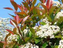 COPIE Photinia × fraseri Red Robin - Photinia rouge : taille 20/30 cm - godet 9x9 cm