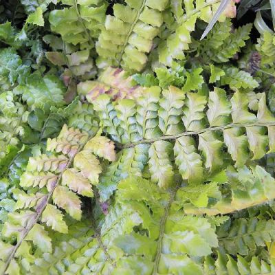 COPIE Polystichum polyblepharum - Polystic � aiguillons�: godet 9�9 cm � 0,6 litre