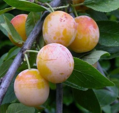 COPIE Prunus domestica \'Mirabelle de Nancy\' / Prunier � Basse Tige / Gobelet / Quenouille�: pot 5/7�litres