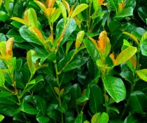 COPIE Prunus laurocerasus \'Etna\' - Laurier-cerise \'Etna : taille 40/60 cm - pot de 2.5 litres