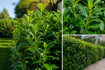 Plantes mellif�res