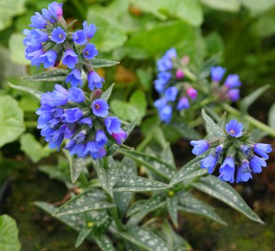 COPIE Pulmonaria longifolia \'E.B. Anderson\' / Pulmonaire � longues feuilles�: godet 9x9 cm � 0,6 litre