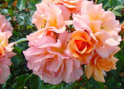 COPIE Rosa Aprikola � - Rosier � fleurs group�es \'Aprikola\' ��: pot de 1,3 litres